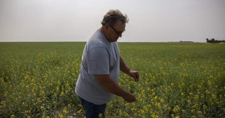 Saskatchewan senator, farmer Todd Lewis dies at 65