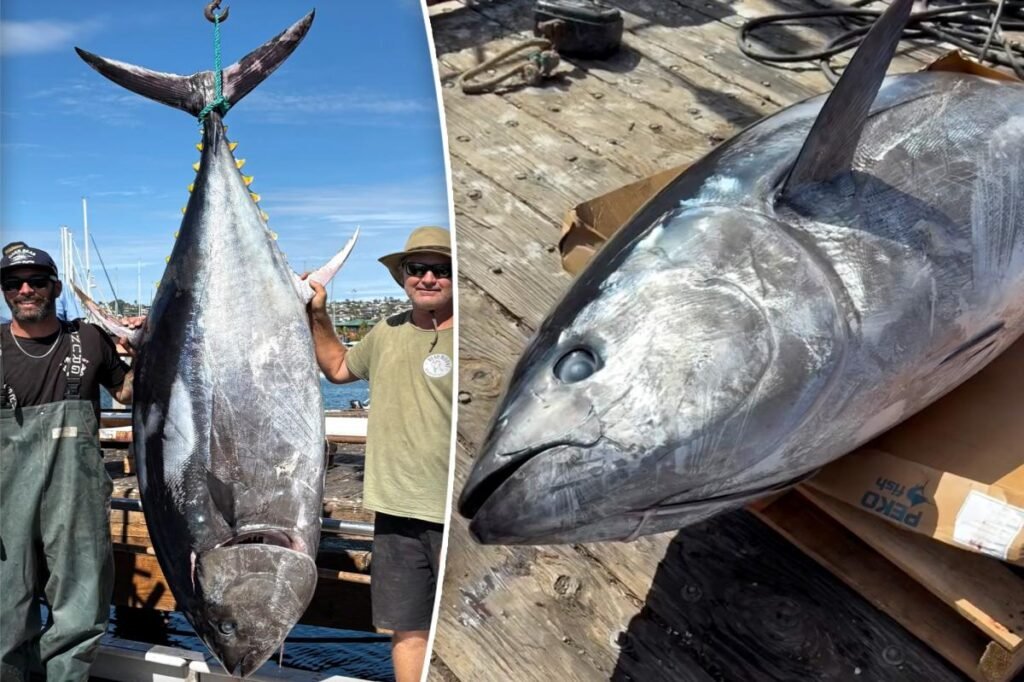 Largest bluefin tuna ever caught on rod and reel snagged off San Diego coast