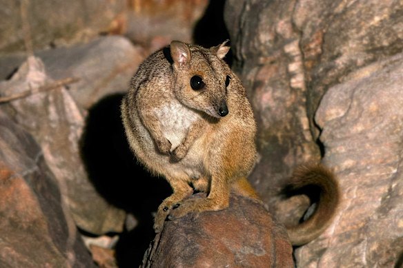 Australia’s tiniest wallabies spotted in the north-west in a tale of survival against the odds
