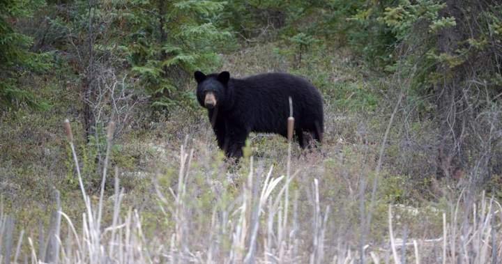 Woman airlifted to hospital after bear attack near Whistler, B.C.