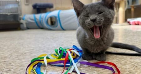 Shelter lowers pet adoption fees as capacity issues push rescues to find solutions