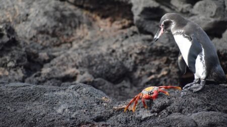 This sustainable Galapagos Islands cruise is a wildlife lover’s dream
