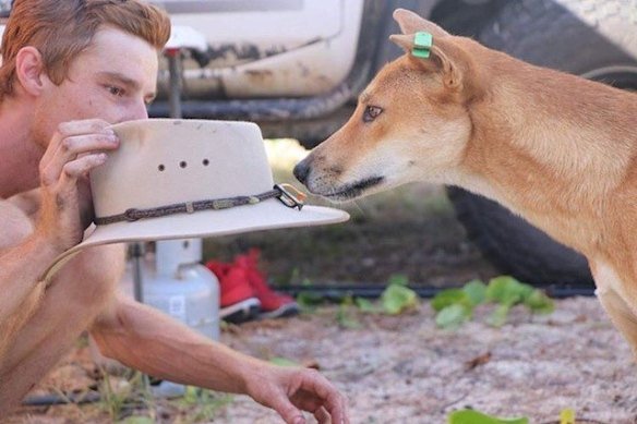Despite attracting hefty penalties, visitors to K’gari are still documented breaking rules, including approaching and feeding dingoes. 