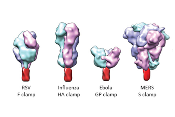 Proteins from different viruses attached to the molecular clamp.