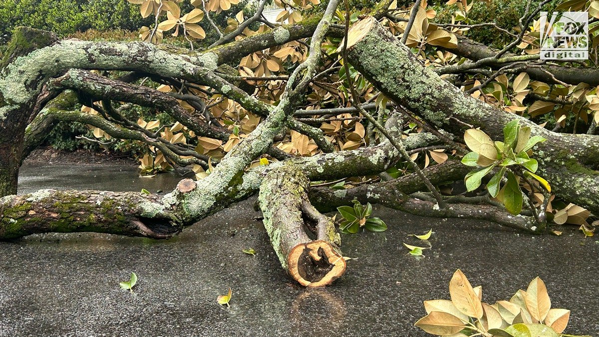 Magnolia tree planted by President Andrew Jackson at the White House is cut down