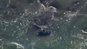 Reports of a helicopter crash near Geelong