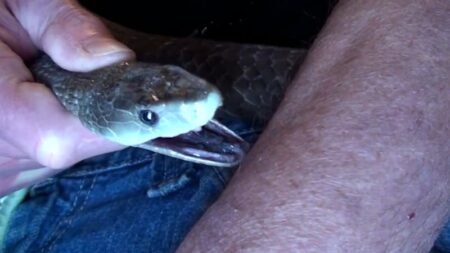 Tim Friede exposes himself to venomous snakebites