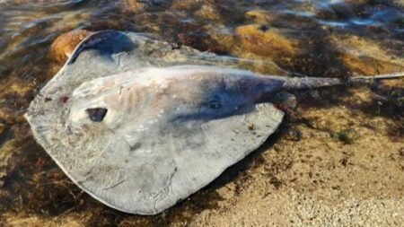 Lucky escape from unusually aggressive stingray attack