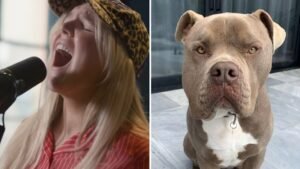 Tones and I fined after pet American bulldog mauls cavoodle