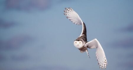 What Quebec experts are doing to save the snowy owl