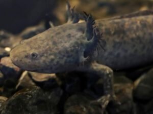 Can Mexico bring back the endangered axolotl?