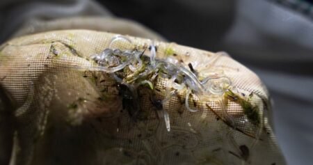 For Mi’kmaq fishers working within Ottawa’s baby eel rules, it’s a ‘peaceful’ season