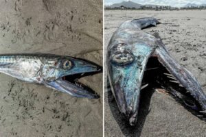 Prehistoric-looking fish washes up on West Coast beach