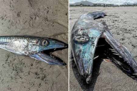 Prehistoric-looking fish washes up on West Coast beach