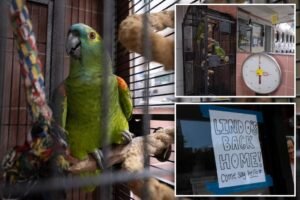Stolen parrot mysteriously returned to NYC laundromat home — where he’s reunited with feathery love