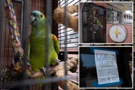 Stolen parrot mysteriously returned to NYC laundromat home — where he’s reunited with feathery love