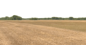Manitoba farmers dealing with drought-plagued fields