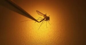 West Nile virus confirmed in Toronto, Canada’s 1st human case this year