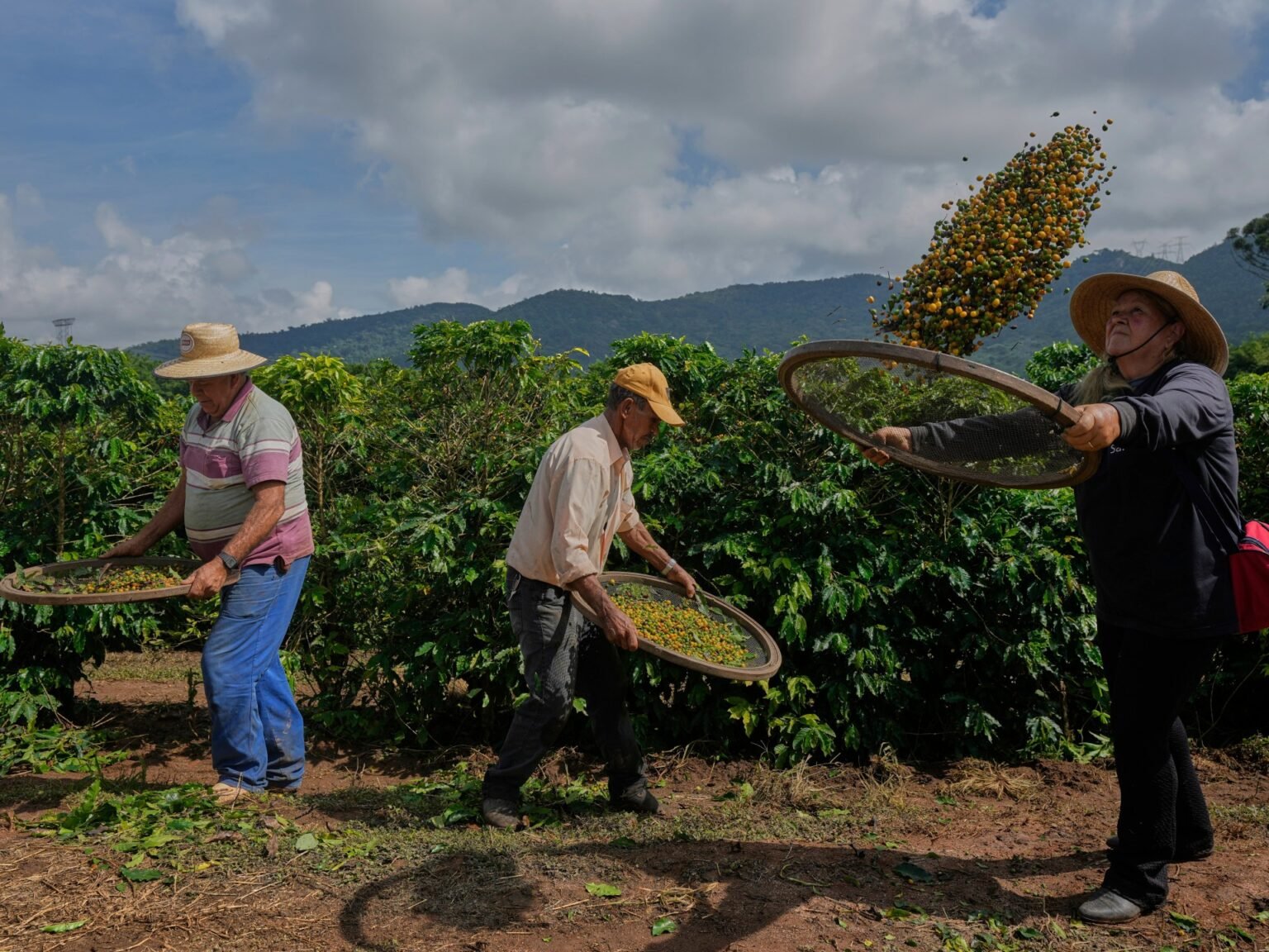 Trump’s tariff could devastate Brazil’s small-scale coffee producers