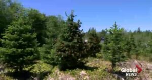 Christmas tree growers in Maritimes worried about mould causing root rot