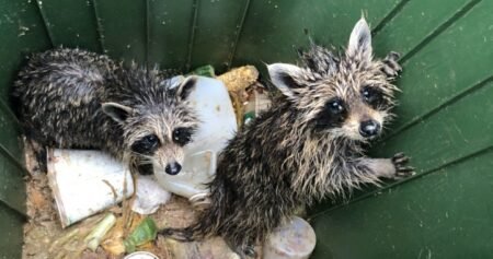 Green bins can become ‘death traps’ for raccoons, N.S. wildlife rehab centre warns