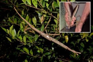 Stick insect — as hefty as a golf ball — could be heaviest ever found in Australian rainforest