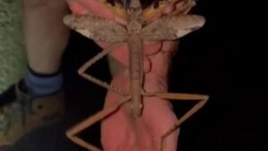 New species of giant stick insect discovered in Queensland