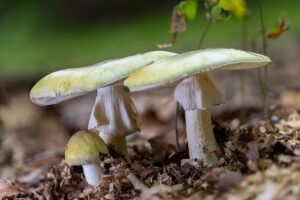 Yet another person dies from eating toxic ‘death cap’ mushroom in Calif.
