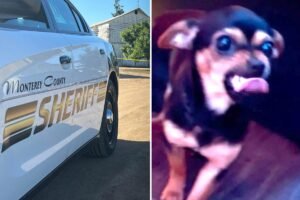 Deputies search for missing pup thrown at them by suspect — and are forced to explain non-‘cuddly’ pic of pooch