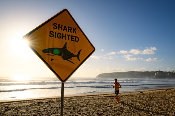 North Steyne was among a number of Sydney beaches closed after shark sightings and incidents in January.