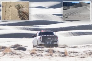 Death Valley driver destroys rare desert plants while illegally off-roading in national park