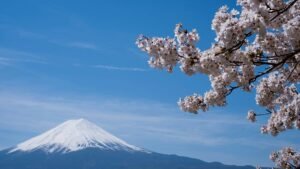 Mount Fuji cherry blossom festival cancelled over tourist behaviour