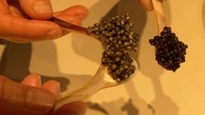 Taste of Europe: ‘World’s first organic caviar’ savours new markets
