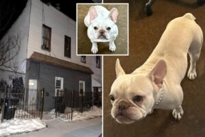 NYC home invaders steal adorable French bulldog Coco in K Pokemon heist: sources