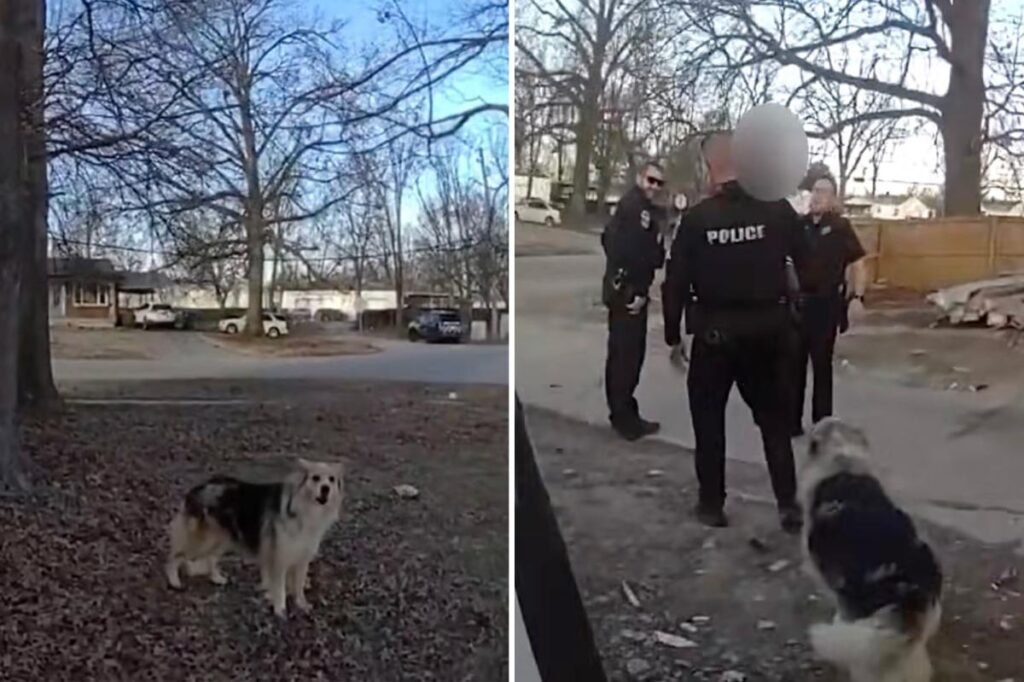 Hero dog guides police to missing 3-year-old boy: ‘Lassie found him’ 