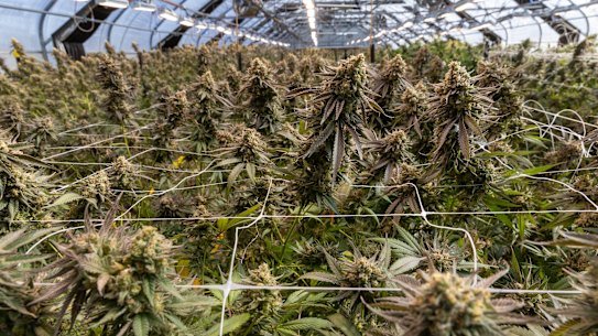 Medicinal cannabis being grown in September 2024 at Victorian cultivator ECS Botanics.