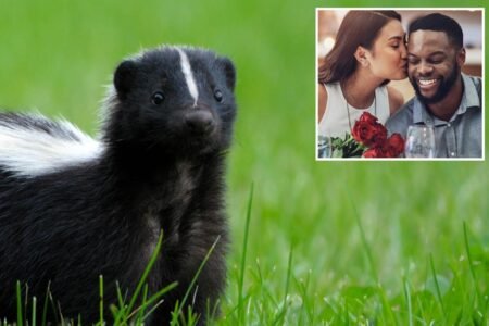 Skunk mating season brings chaos to CA neighborhood: ‘Unwanted for Valentine’s Day’