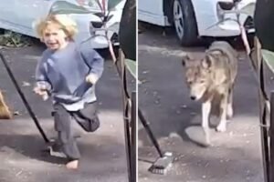 Terrifying video shows coyote stalking toddler at family home Terrifying video shows coyote stalking toddler at family home