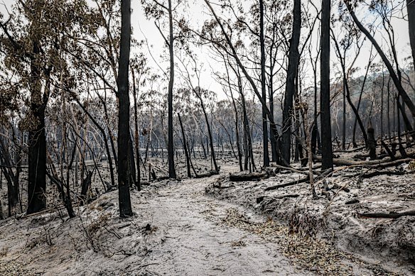The Carlisle River fire has caused extensive damage and is still burning. 