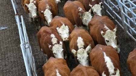 Ranchers dispute price claims after Trump expands Argentine beef imports in executive order