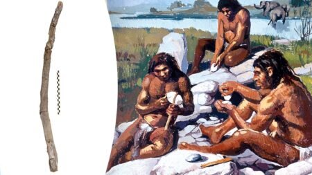 Oldest handheld wooden tools ever? Ancient artifacts preserved in mud mystify archaeologists