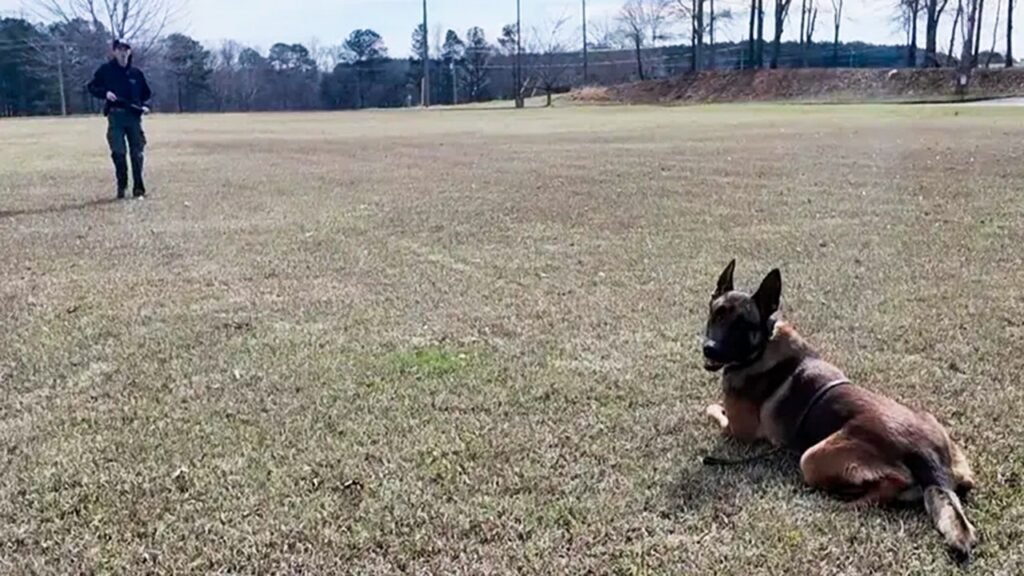 K9 hit by vehicle during bank robbery chase, keeps going and helps capture suspect