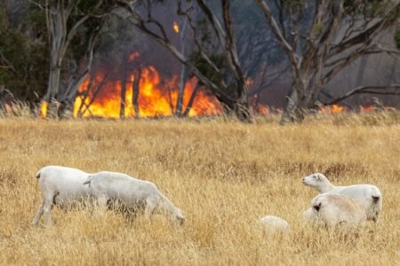 The ‘whole state is still a tinderbox’ as Victoria braces for extreme fire conditions