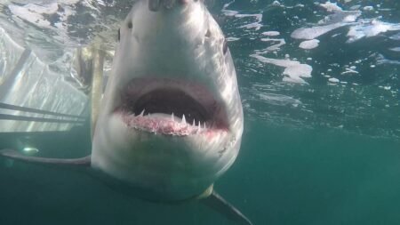 Up close and scary: Juvenile great white shark emerges off coast after winter migration