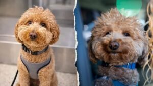 Dog abandoned at Las Vegas airport adopted by the same officer who helped rescue him Dog abandoned at Las Vegas airport adopted by the same officer who helped rescue him