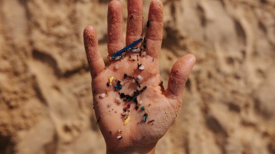 Microplastics found on a beach at Manly Cove. They are ubiquitous.