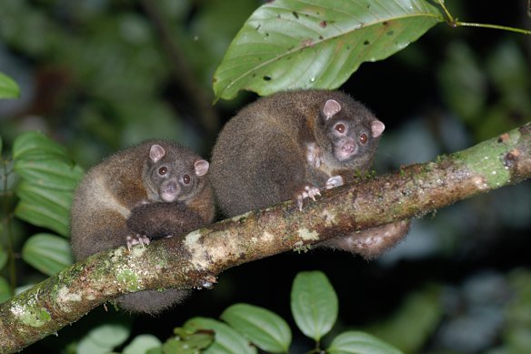 Lemuroid ringtail possums are now listed as critically endangered.