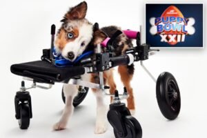 Puppy Bowl XXII winner Teigan dead, rescue center reveals
