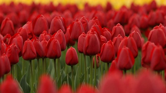 Tulips are a popular alternative to red roses at Valentine’s Day.