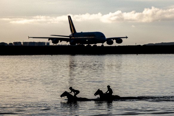 Early morning recovery for racing horses is seen in Botany Bay near Kyeemagh Beach, New South Wales, on Tuesday.
